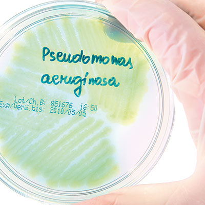 Pseudomonas