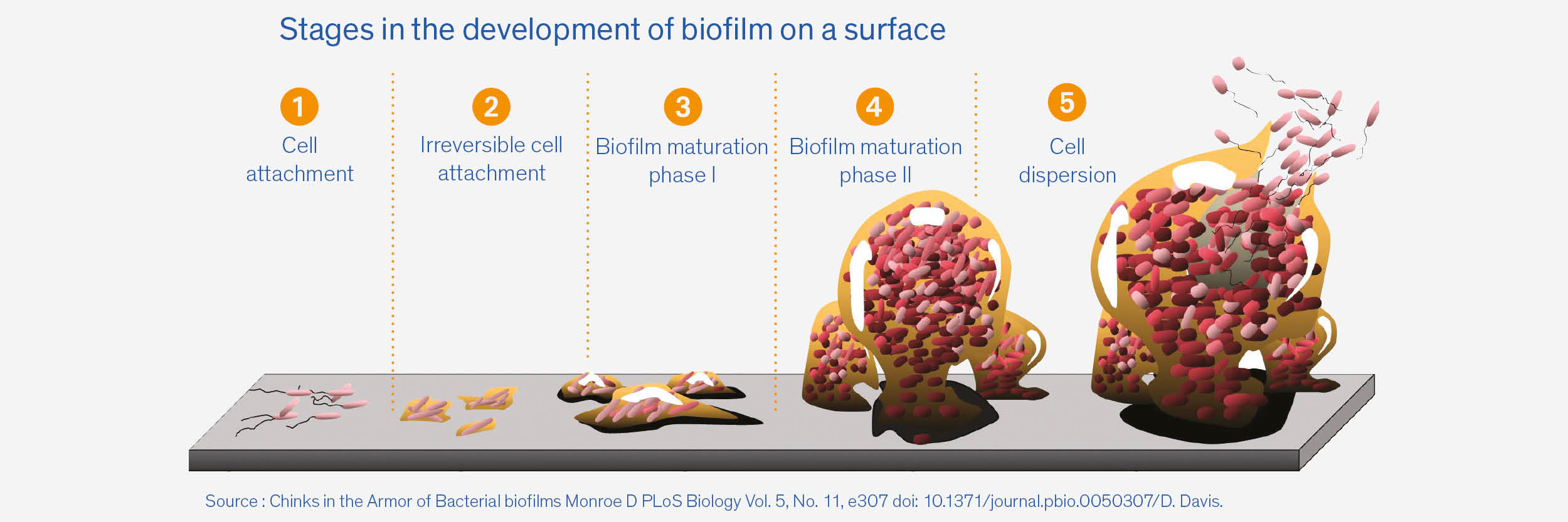 Stages in Biofilm development