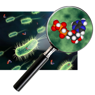 Bacteria found in water